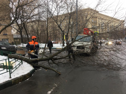 Аварийные деревья обрезали на улице Гвоздева
